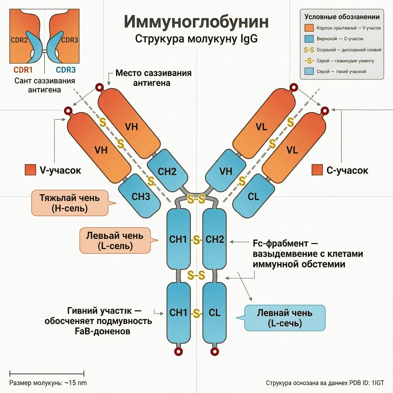 Схема белка, где V- и C-участки выделены контрастными цветами. Иммуноглобулин