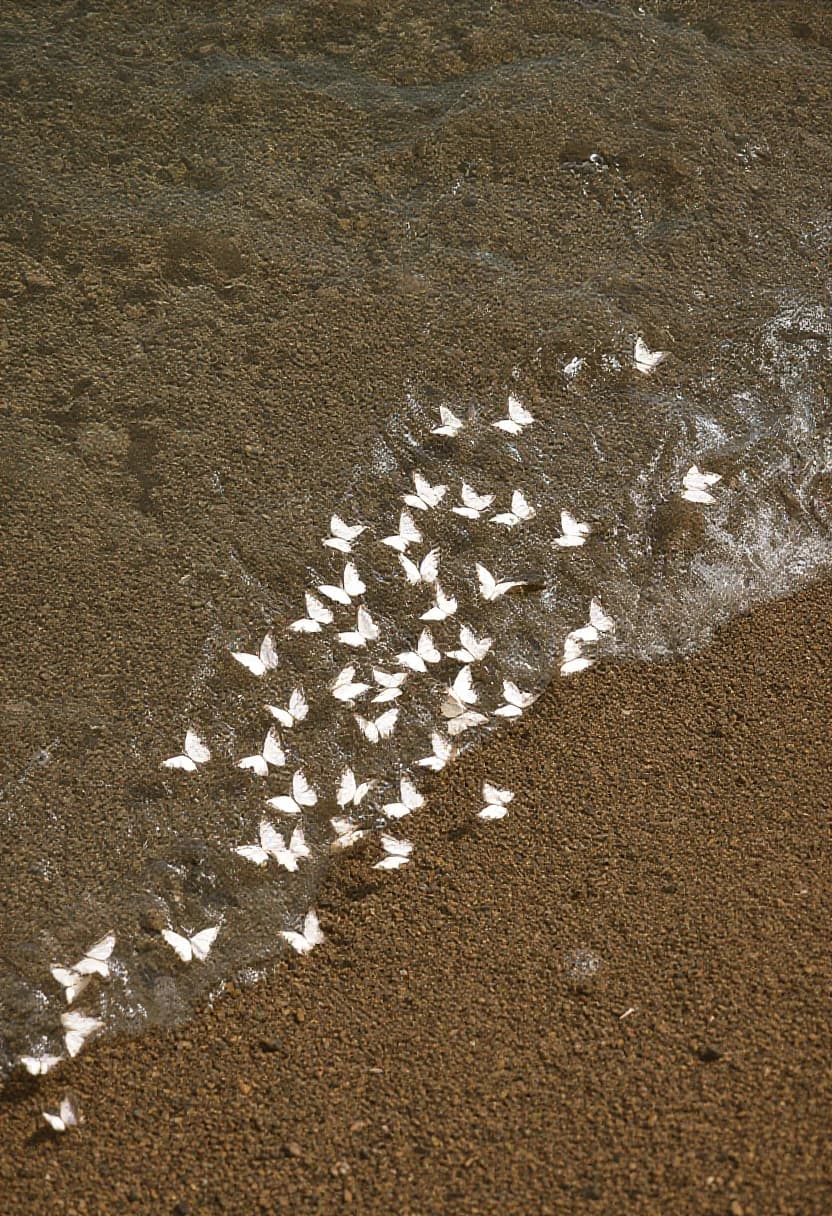 A flock of white butterflies at the edge of the tide