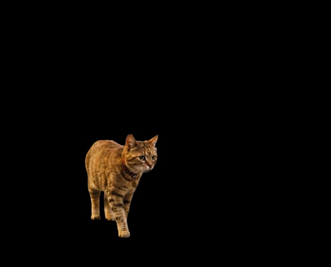 cat in the city