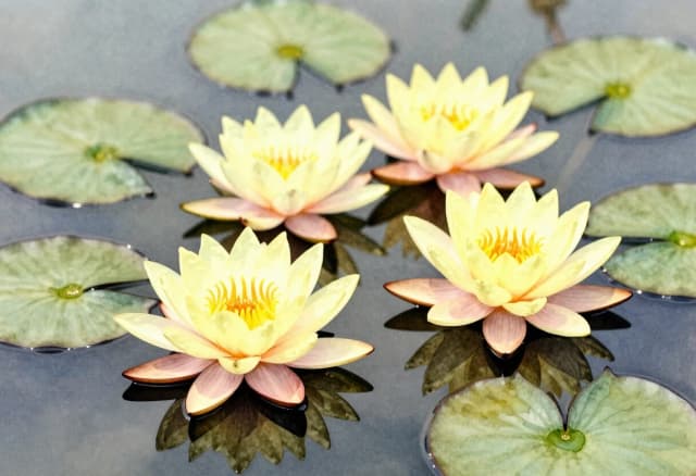 создать желтые кувшинки на воде акварель