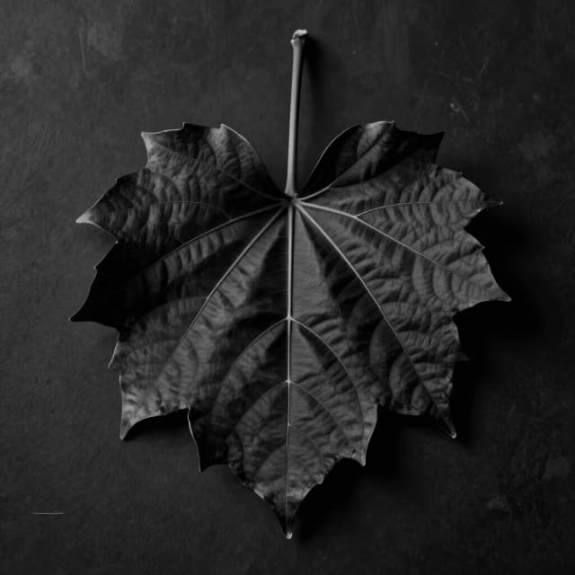 черный лист с прожилками, стиль фотореализм